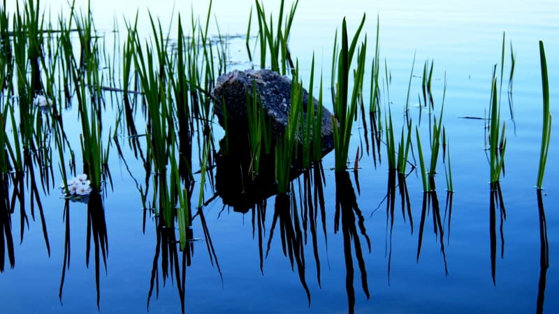 rock in water with reeds