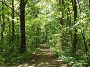 Trees and sunlit path