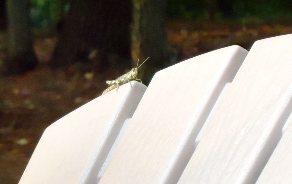 Grasshopper on chair